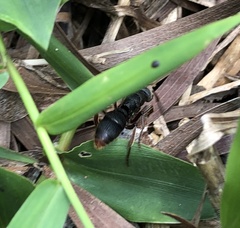 Pseudoneoponera rufipes