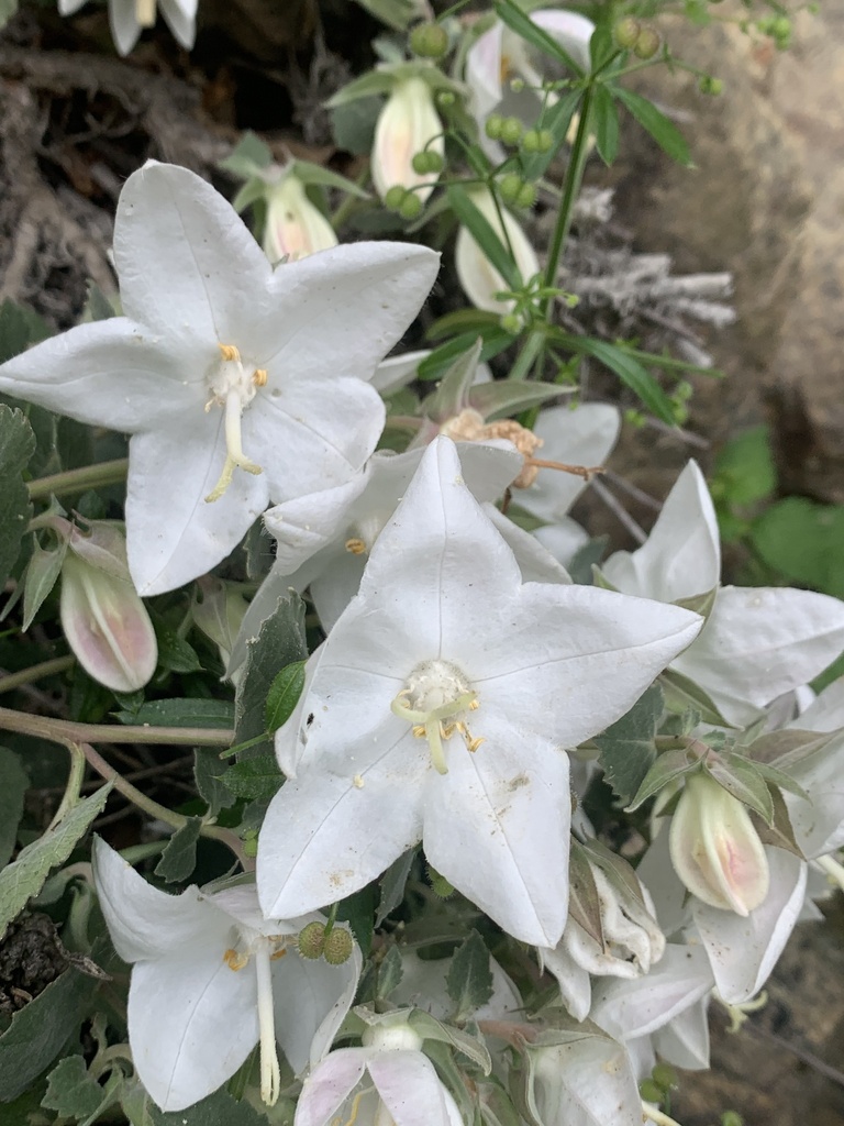 Campanilla