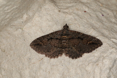 Chrysolarentia plagiocausta