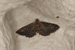 Chrysolarentia plagiocausta