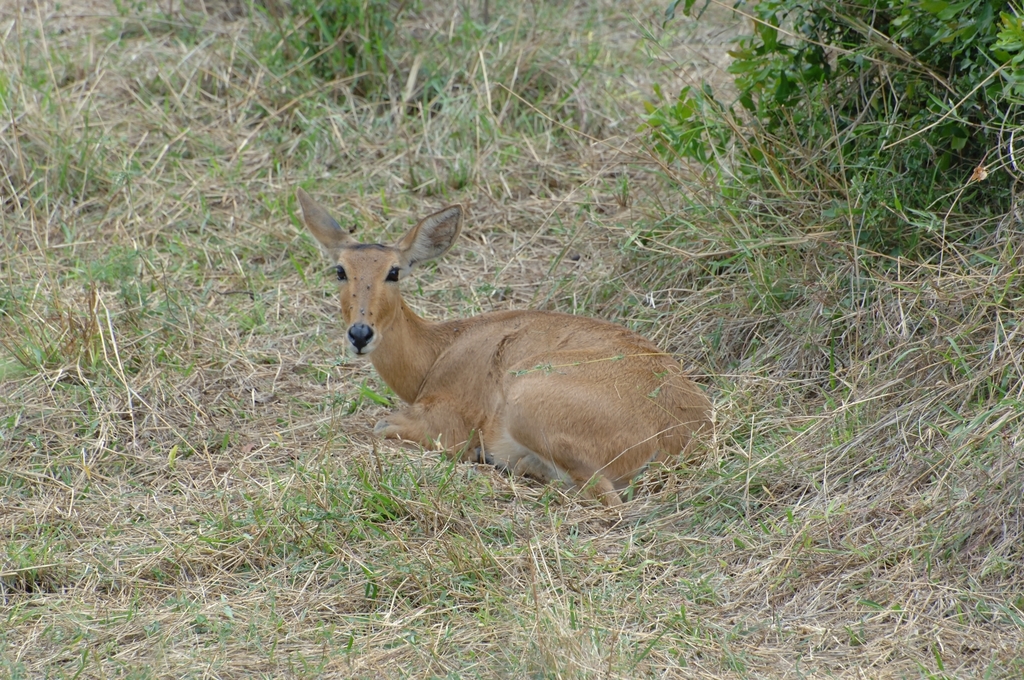 Redunca redunca, Narok County, Kenya, by mikeloomis