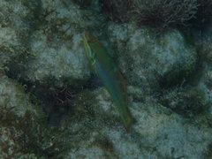 Halichoeres maculipinna