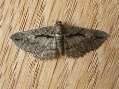 Chrysolarentia plagiocausta