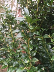 Buxus sempervirens