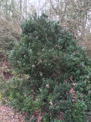 Buxus sempervirens