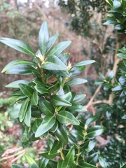 Buxus sempervirens