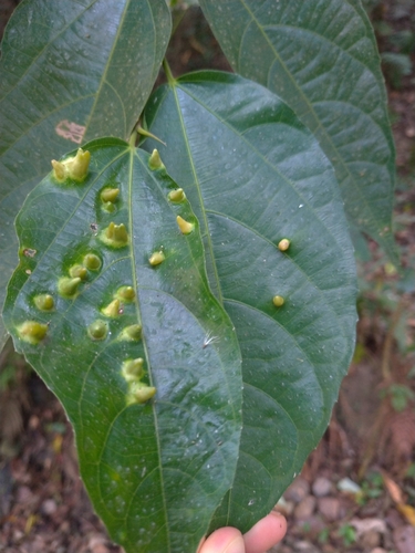 Ficus irisana iNat (2)