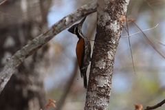 Chrysocolaptes guttacristatus