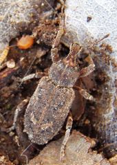 Listroderes difficilis