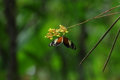 Heliconius hecale melicerta