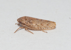 Curtara