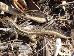 Leiocephalus raviceps