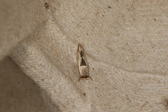 Stathmopoda megathyma