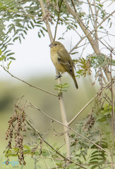 Sporophila morelleti