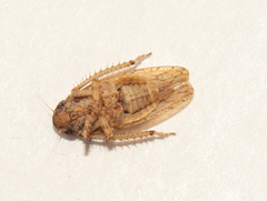 Curtara