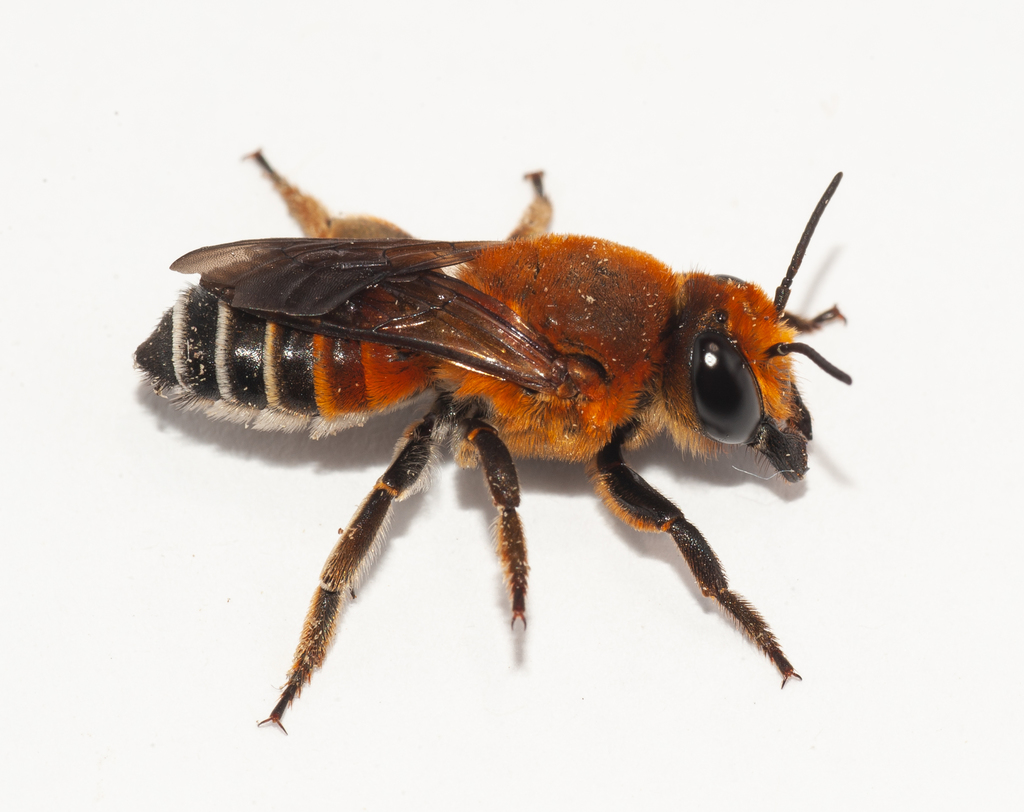 Wall Less Bee Woolly Wall Bee from Caimanera, Cuba on January 08, 2019 at 10:29 PM by ...