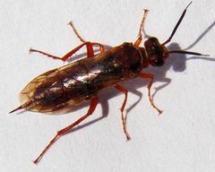 Macroxyela ferruginea
