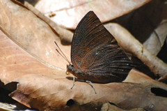 Charaxinae