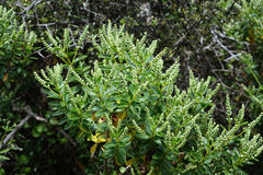 Veronica rakaiensis