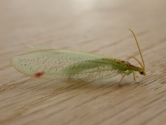 Norfolius howensis