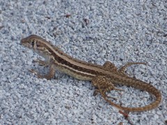 Leiocephalus raviceps