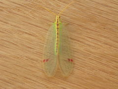Norfolius howensis