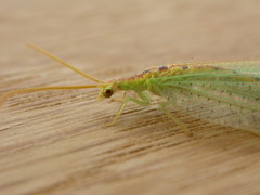 Norfolius howensis