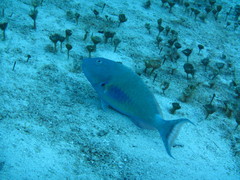 Sparisoma chrysopterum