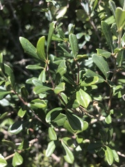 Rhoicissus tridentata tridentata