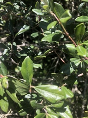 Rhoicissus tridentata tridentata