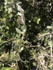 Rhoicissus tridentata tridentata