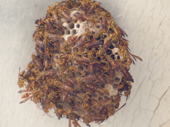 Polistes cubensis