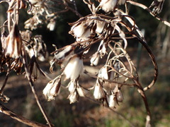 Arnoglossum