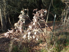 Arnoglossum