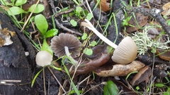 Coprinellus impatiens