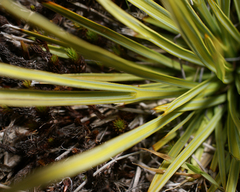 Aciphylla subflabellata