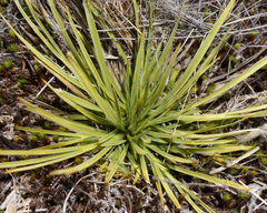 Aciphylla subflabellata