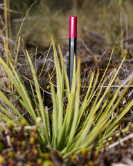 Aciphylla subflabellata