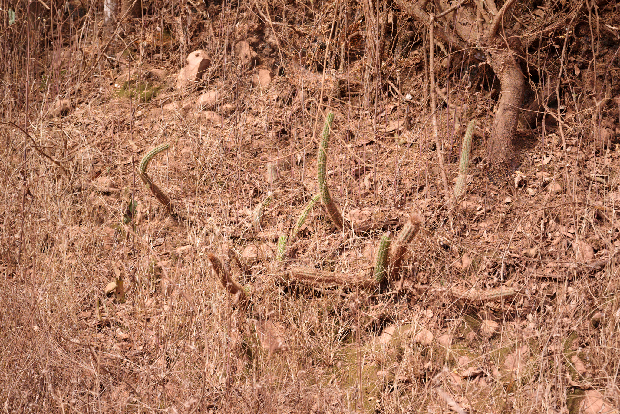 Arrojadoa rhodantha