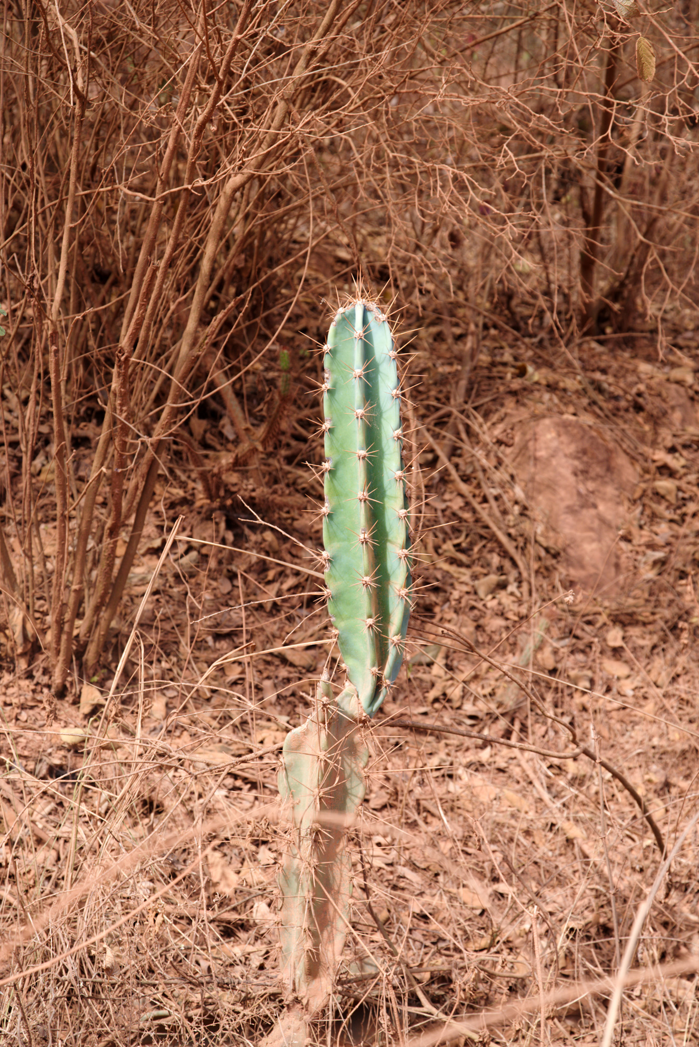 Cereus jamacaru