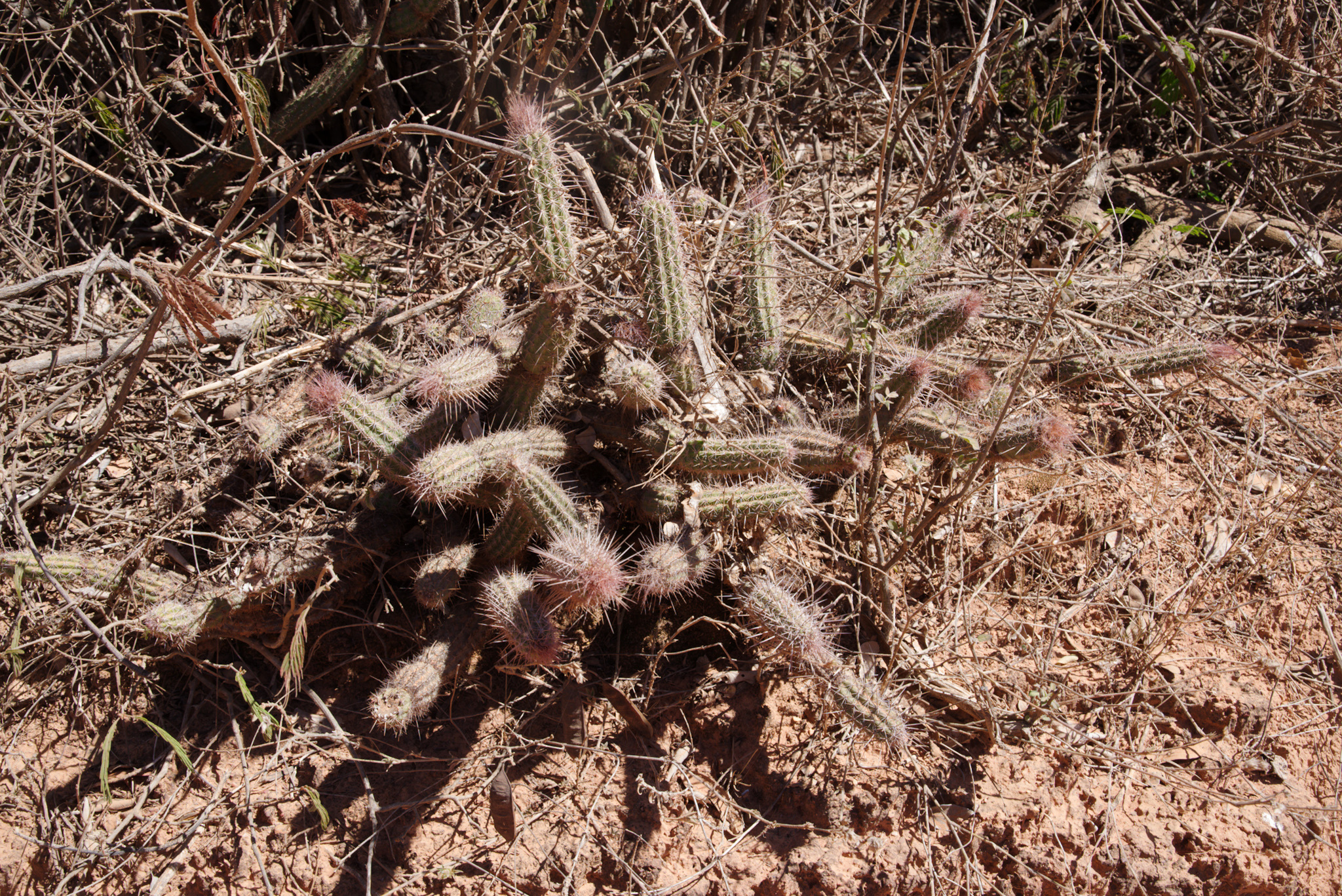 Arrojadoa rhodantha