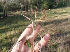 Dichanthelium scoparium