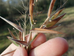 Dichanthelium scoparium