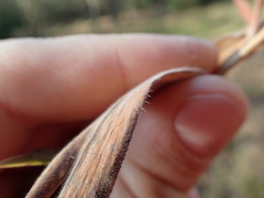 Dichanthelium scoparium