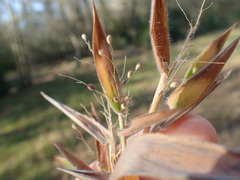 Dichanthelium scoparium