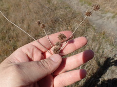 Juncus polycephalus