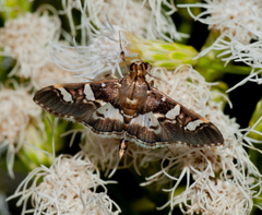 Desmia ufeus