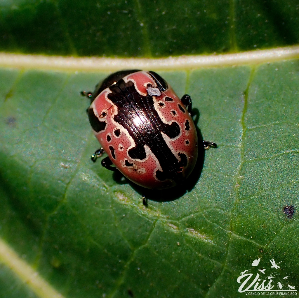 Calligrapha sylvia