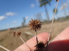 Juncus polycephalus