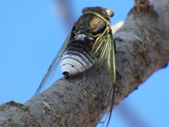 Diceroprocta obscurior